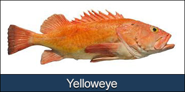 alaskan-yelloweye-pacific