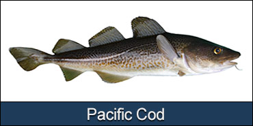 pacific-cod-alaska